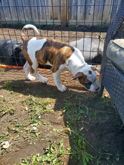 Purebred puppies for sale. 11 weeks old Brown male is TJ both first and 2nd shots Ready to go now Pl...