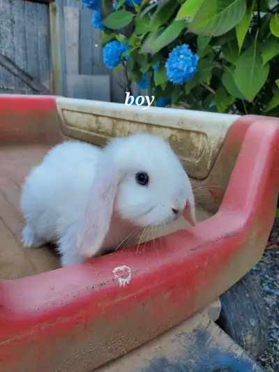 Holland Lop/Mini Lop Bunnies for sale, View more