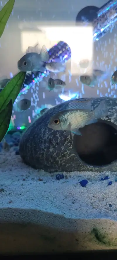 Eletrique blue acara around 4 month old, View more