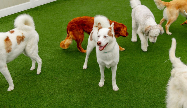 Your Dog’s Home Away From Home—Fun, Training & Care All in One! in Animal & Pet Services in City of Toronto - Image 2