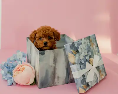 Toy Poodle Puppies Available, View more