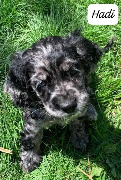 COCKER SPANIEL PUPPIES, View more
