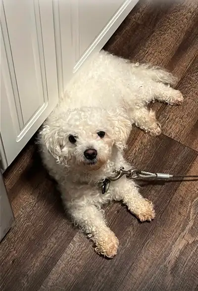 Dog For Sale, View more