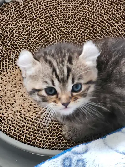 Absolutely precious 1 male and 2 females born on April 16th and ready to go on June 16th. They r hom...