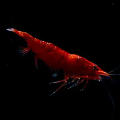 Premium Shrimp for Your Next Tank Upgrade, View more