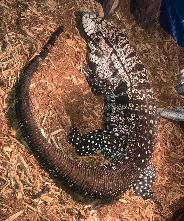 Reptiles in Reptiles & Amphibians for Rehoming in Penticton - Image 11