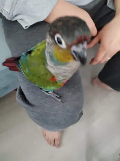 Crimson Bellied Conure. Male. 1 yr old. Tamed and friendly., View more