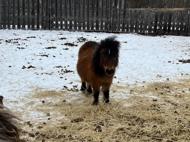 Mini Mare  in Horses & Ponies for Rehoming in Edmonton - Image 4