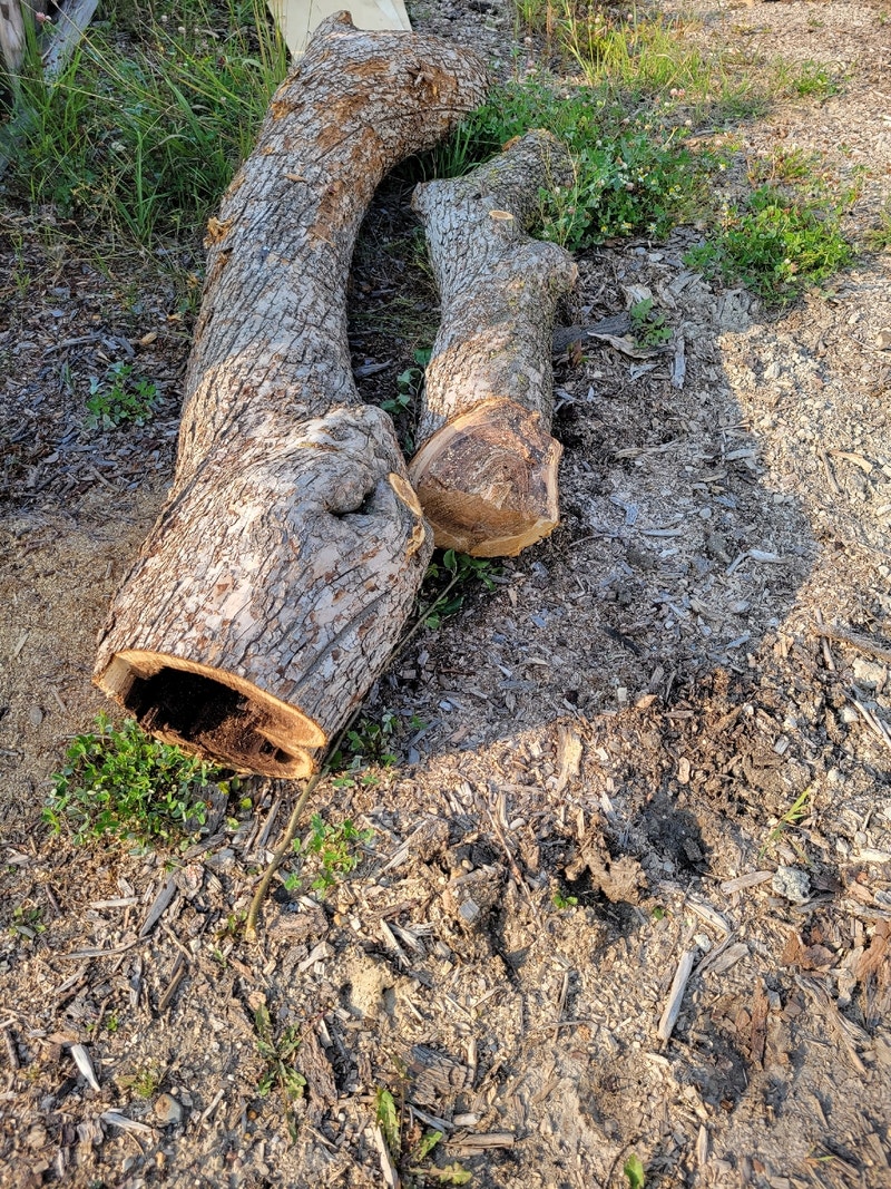 Free apple and elm wood for wood working. Free Stuff Edmonton Kijiji