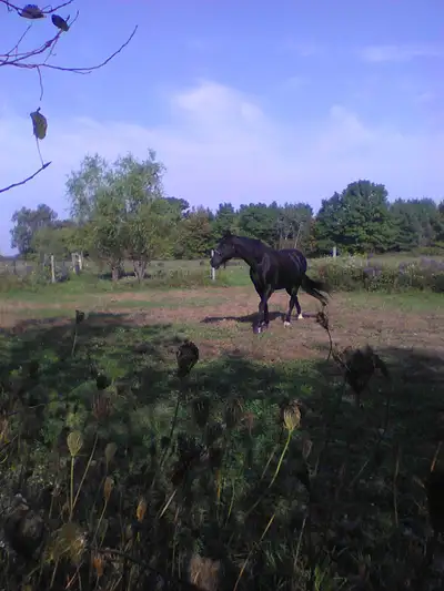 Reg TWH Gelding, View more