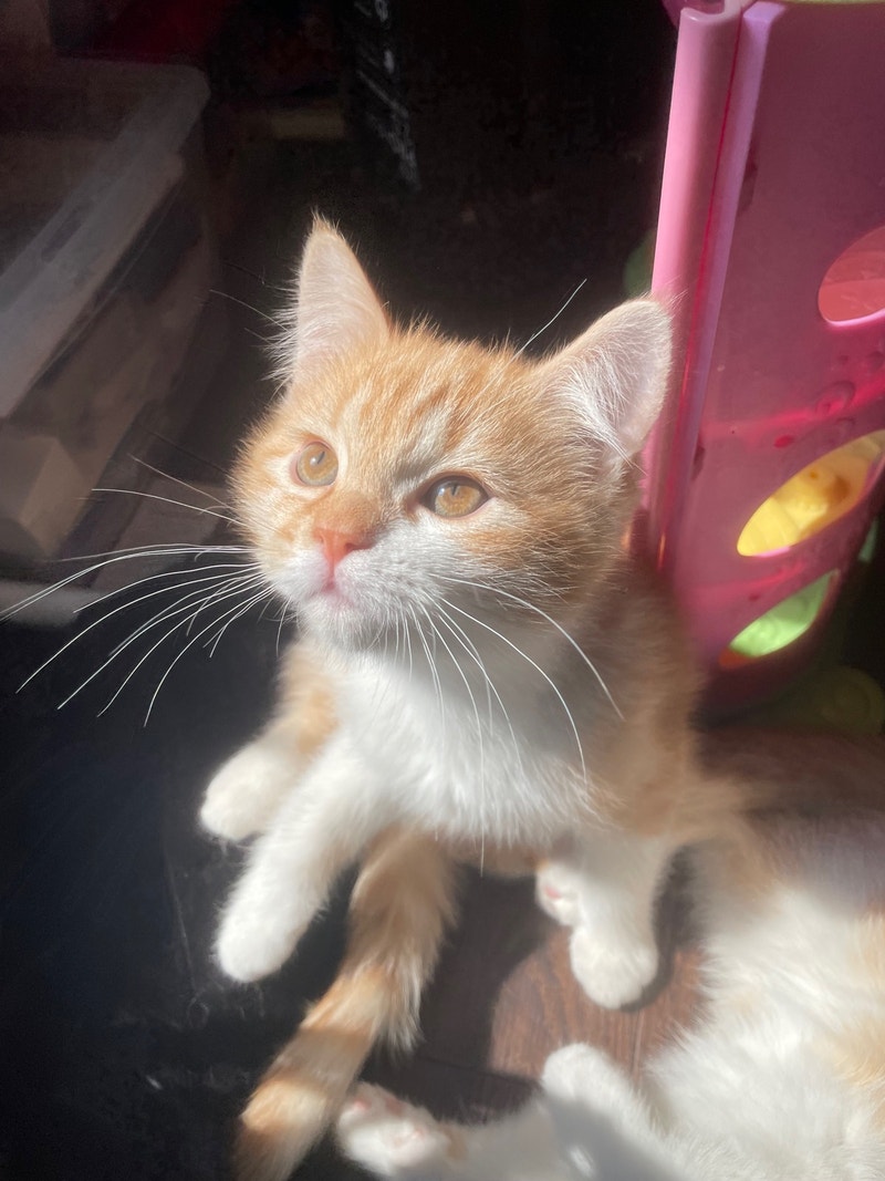 SCOTTISH FOLD KITTEN Cats & Kittens for Rehoming Kitchener