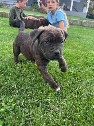 Boerboel South African mastiff / Cane corso mastiff puppies, View more