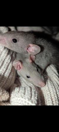 Rats à donner