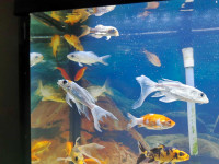 BEAUTIFUL KOI FISH FOR A GOOD HOME