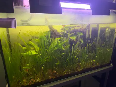 aquarium avec plante naturelle et poisson 50 Gal, View more