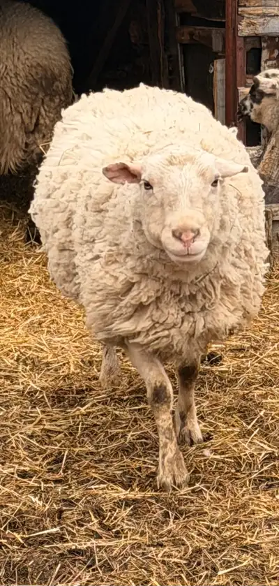 proven ram, View more