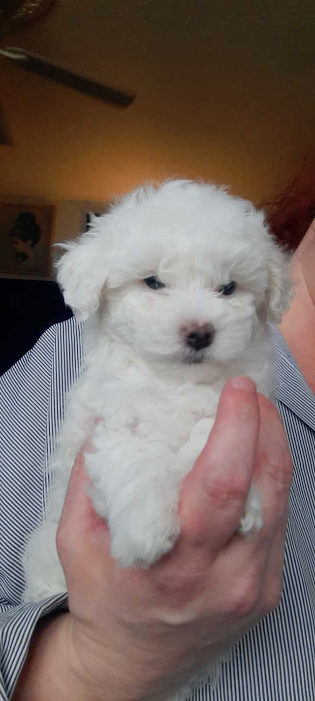 ❤️❤️Teddy bear Toy multipoo❤️❤️ in Dogs & Puppies for Rehoming in Edmonton - Image 2