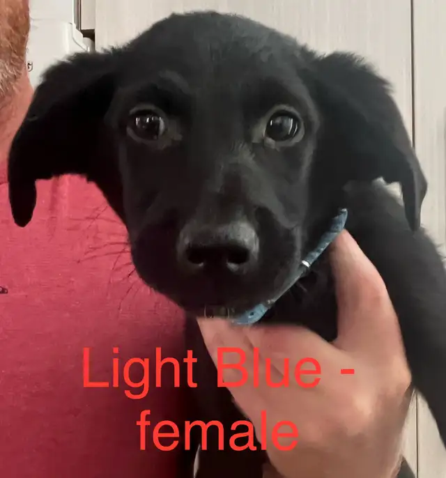 Low shedding Shepadoodle puppies! in Dogs & Puppies for Rehoming in Kingston - Image 6