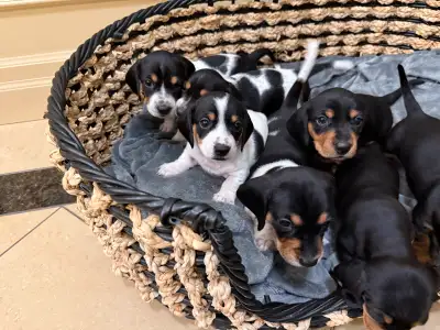 Mini Dachshund Puppies Available, View more