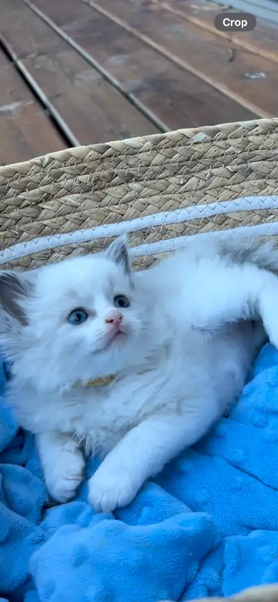 Registered ragdoll kittens, View more
