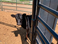 Dexter Cows and Heifers For Sale
