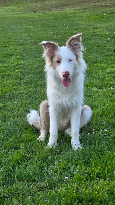 8 MONTH RED MERLE BORDER COLLIE FOR ADOPTION, View more