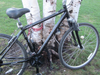 Schwinn Hybrid Bicycle - Adult