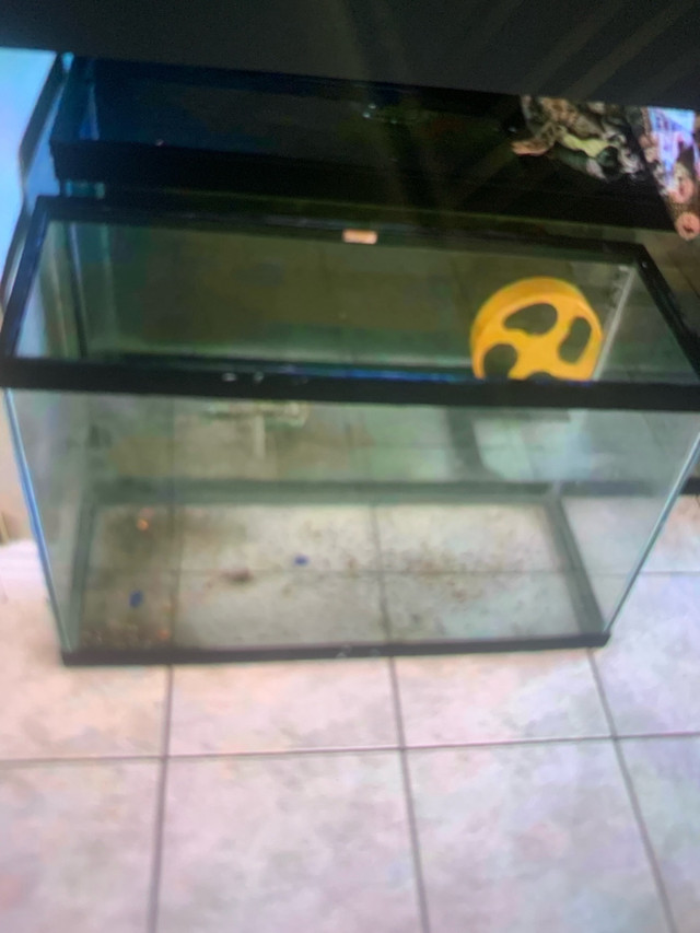 Aquariums  in Fish for Rehoming in Moncton