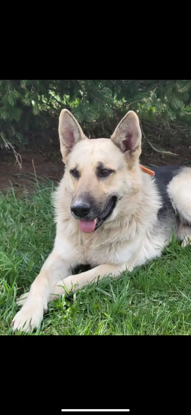  German Shepherd Puppies FOR SALE  in Dogs & Puppies for Rehoming in Kitchener / Waterloo - Image 5