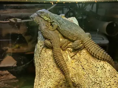 clubtail iguanas, View more