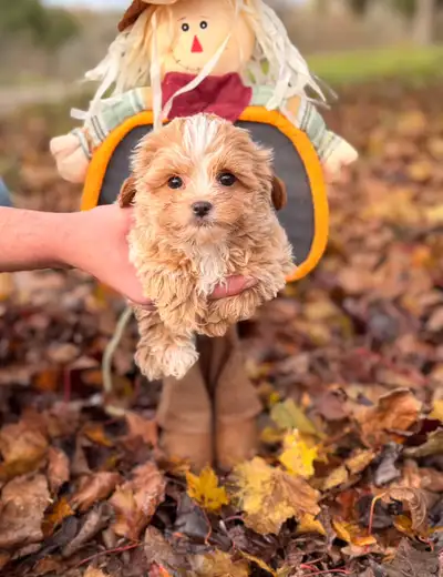 Tiny shihpoo puppies, View more