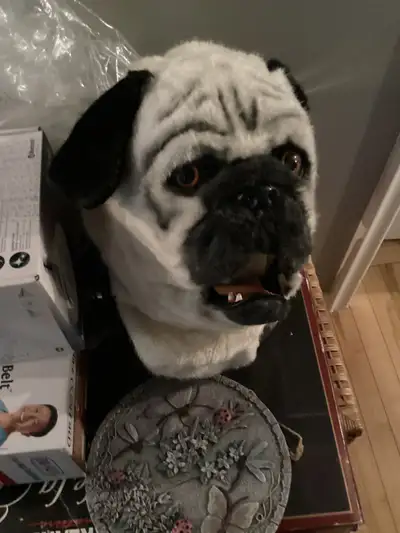 Adult Pug Mask, View more