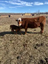 Cow calf pairs