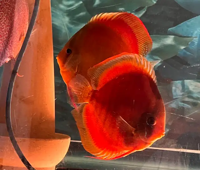 Red cover discus in Fish for Rehoming in City of Toronto - Image 6
