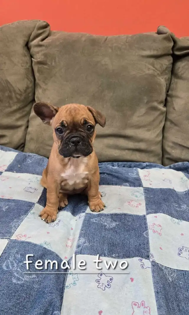 Frenchton Puppies in Dogs & Puppies for Rehoming in Winnipeg - Image 6