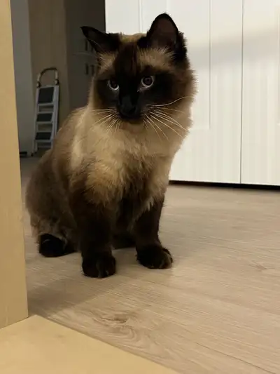 Beautiful Siamese cat for adoption, View more