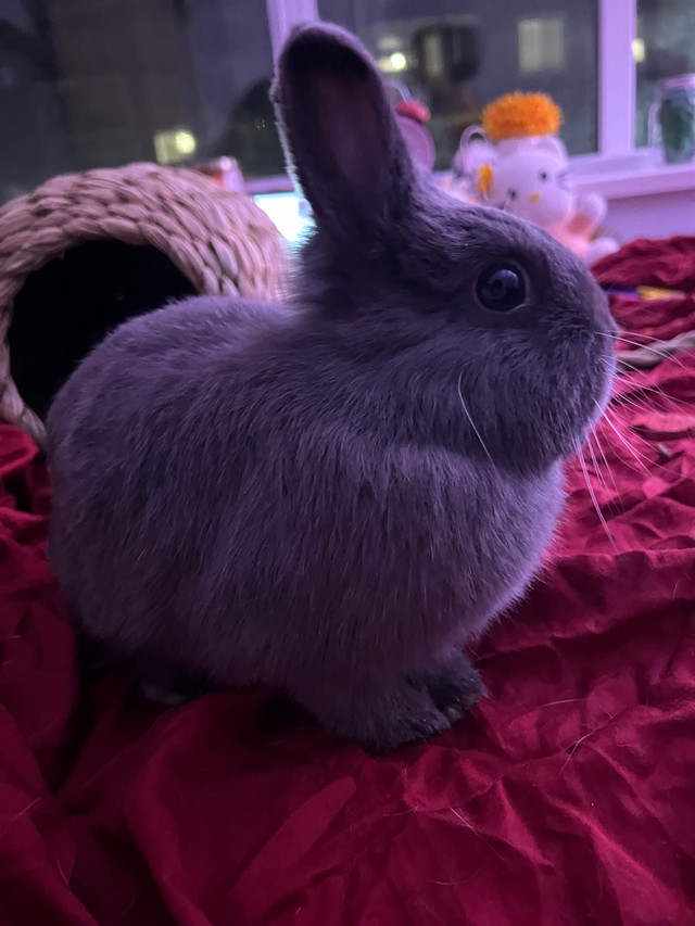 Purebred Netherland Dwarf Rabbit  in Small Animals for Rehoming in Burnaby/New Westminster - Image 4