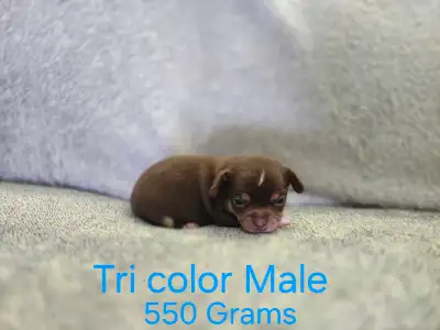 chihuahua puppies , View more