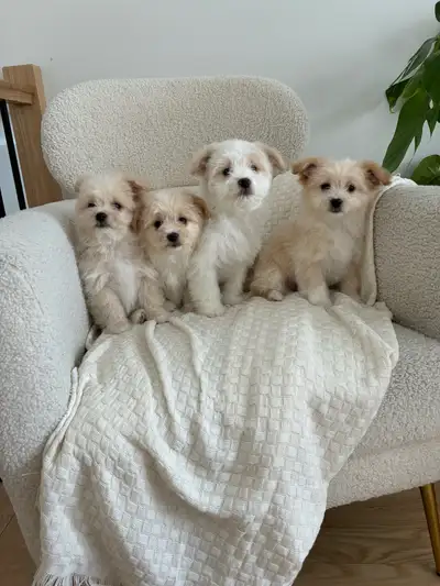 bichion Pomeranian mix puppies for sale!, View more