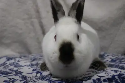 rabbits for sale, View more