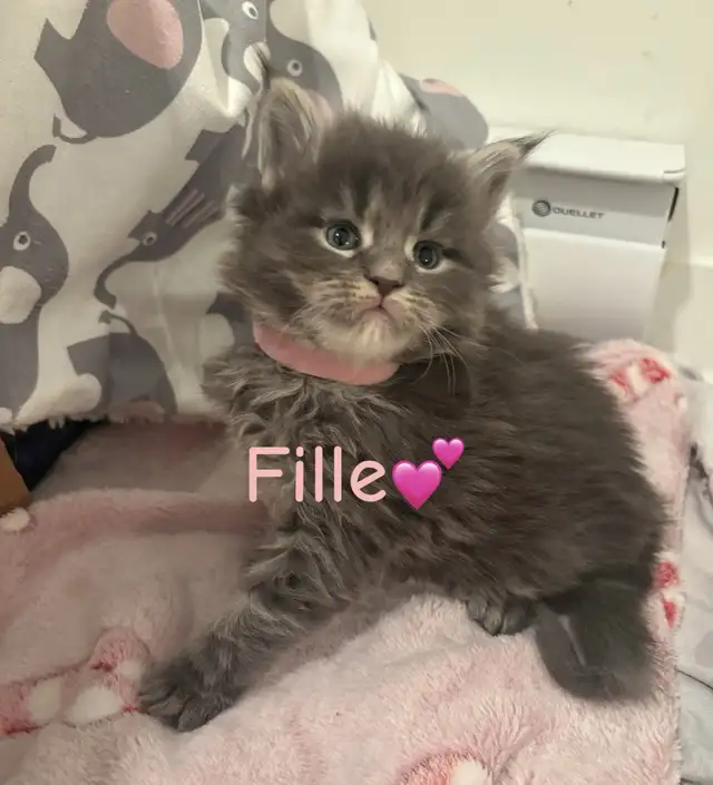 FEMELLES CHATONS MAINE COON(TICA)