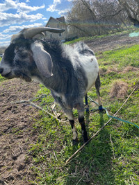 Goat male Buck