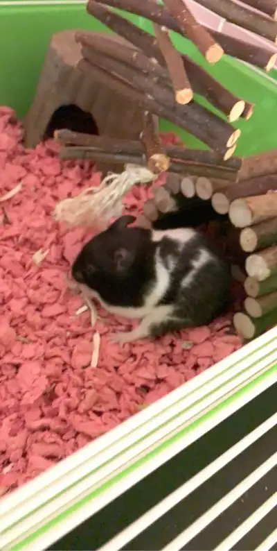 If you have a small animal like a hamster, bunny, guinea pig, gerbil, sugar glider, squirrel, raccoo...