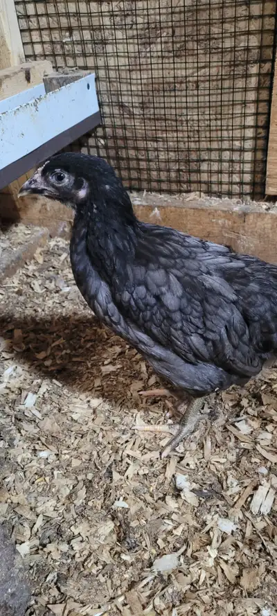 Mixed Chicks (4 - 8 weeks old), View more