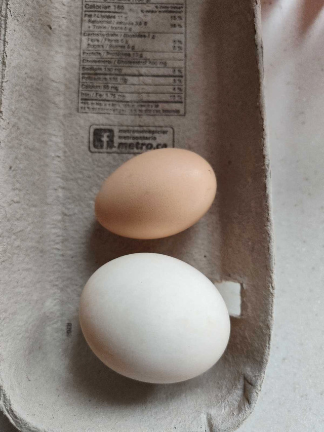 Duck eggs.  Œufs de cane in Other in Ottawa - Image 2