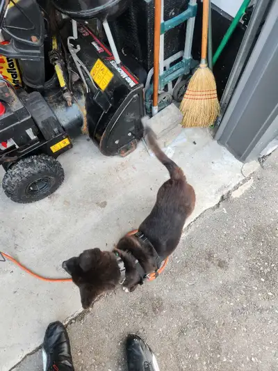 Very healthy and very friendly .His name is rocky. First come first served.