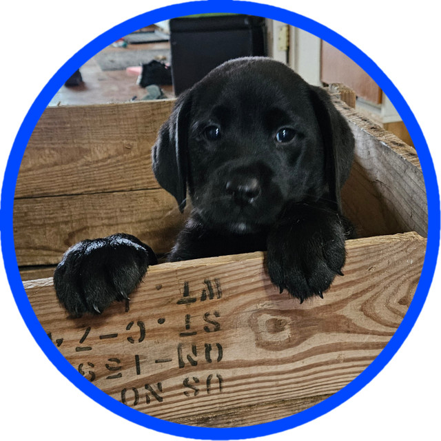 5 chiots Labrador mâles dans Chiens et chiots à adopter  à Drummondville