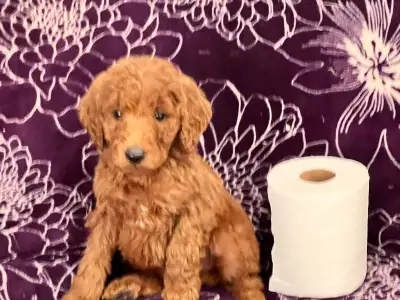 F1B Beautiful Red Goldendoodle Puppies Males and Females, View more