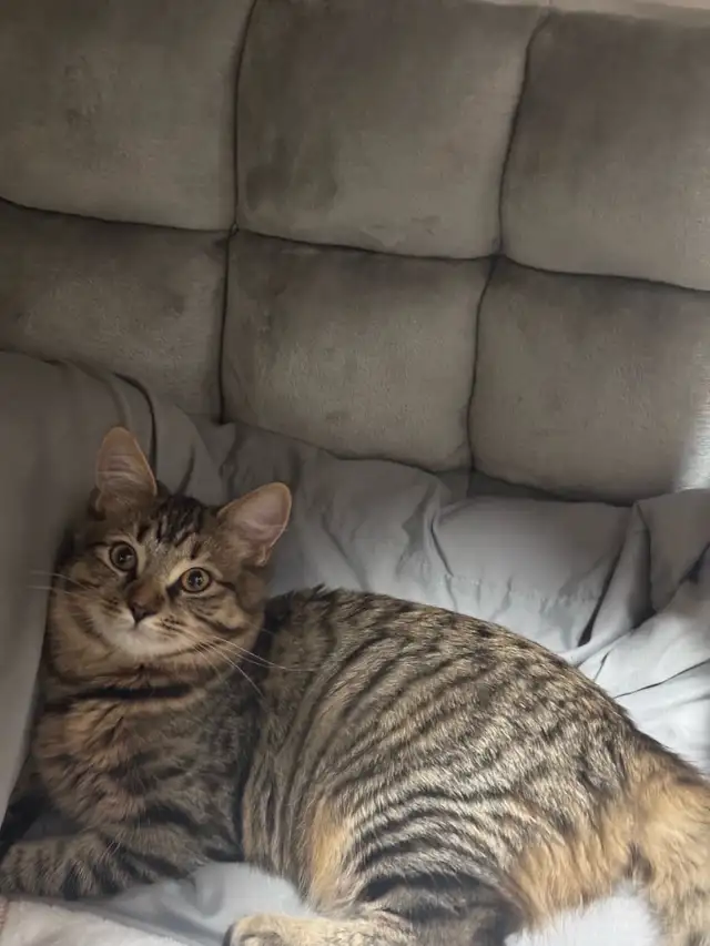 5-Month-Old Kitten Looking for a Loving Home