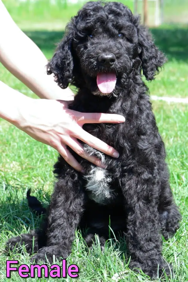 Poodle puppies in Dogs & Puppies for Rehoming in Mississauga / Peel Region - Image 2